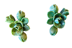 Lucky Leaf
