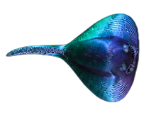 Stingray Jibbitz
